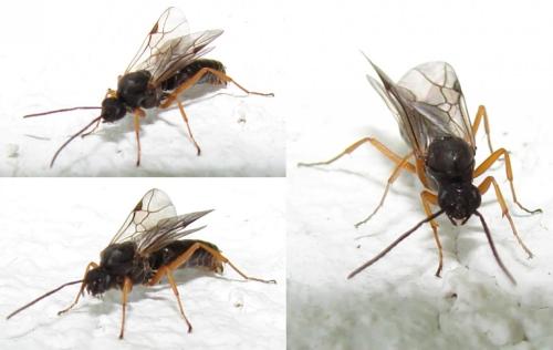 Réf. 246 585 : Formica fusca